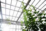 Build A Greenhouse, Solarium Or Conservatory projects in Aurora, Illinois